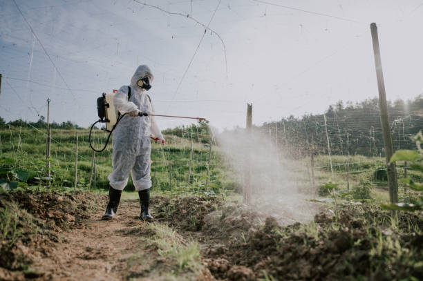 Best Pest Removal Services  in Nocona, TX