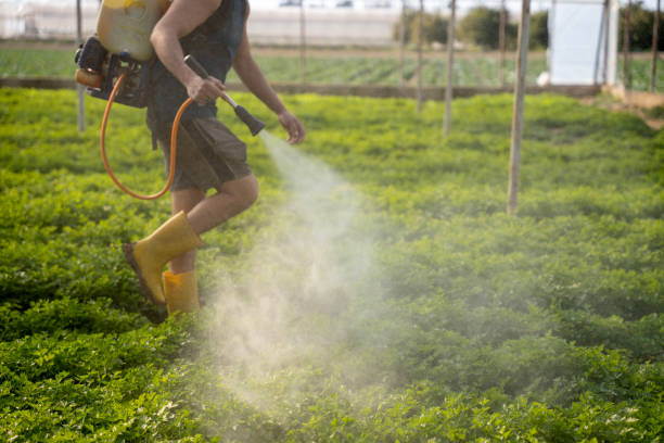 Professional Pest Control in Nocona, TX