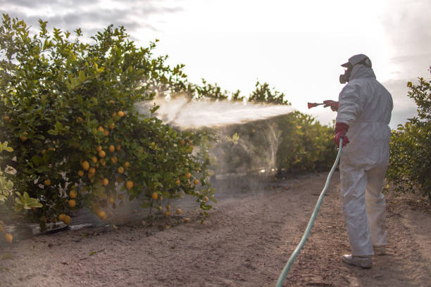 Best Insect Control  in Nocona, TX