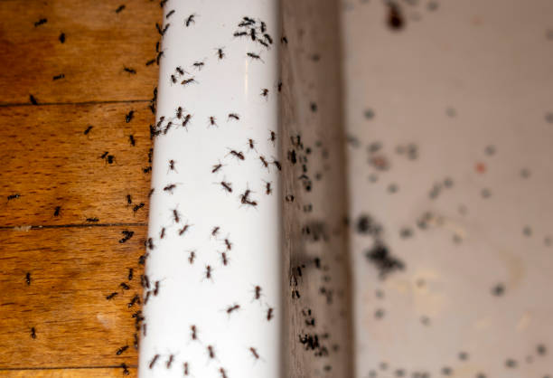 Best Emergency Pest Control  in Nocona, TX