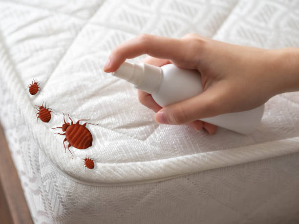 Best Cockroach Control Services  in Nocona, TX