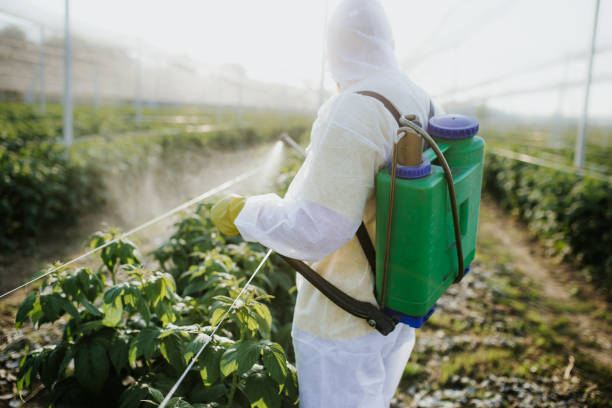 Best Local Pest Control Services  in Nocona, TX